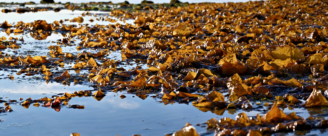 What seaweed does to salt